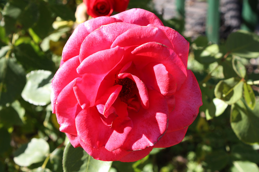 Freitagsrose 11045