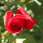 Freitagsrose 11046