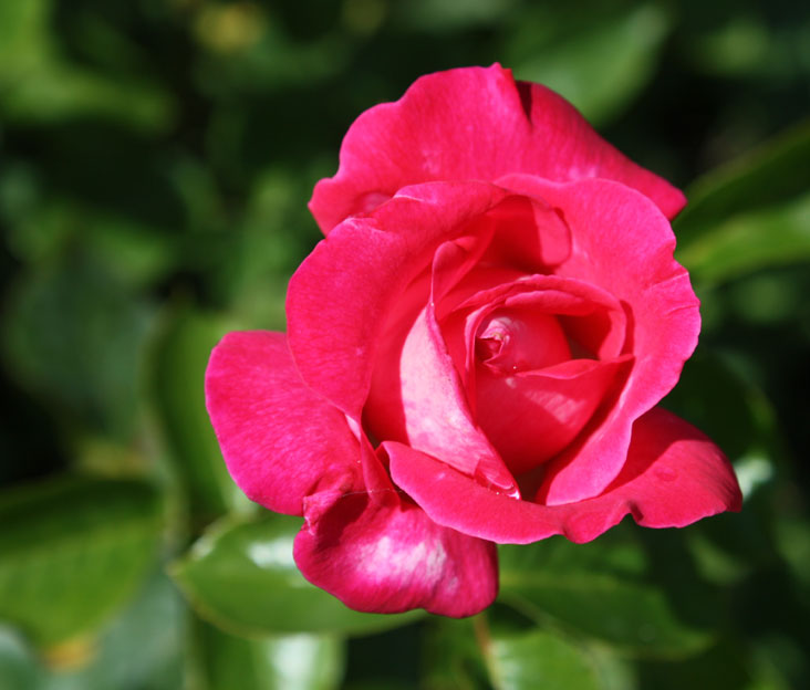 Freitagsrose 11066