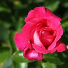 Freitagsrose 11066