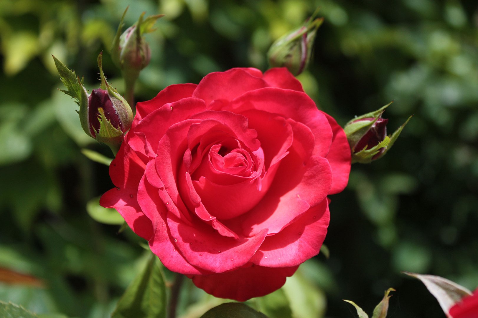 Freitagsrose 1150 -