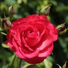 Freitagsrose 1150 -