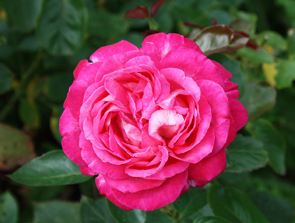 Freitagsrose 11532