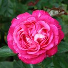 Freitagsrose 11532