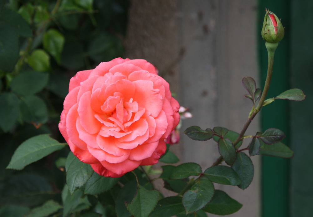 Freitagsrose 11534