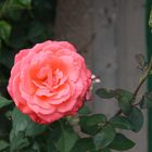 Freitagsrose 11534