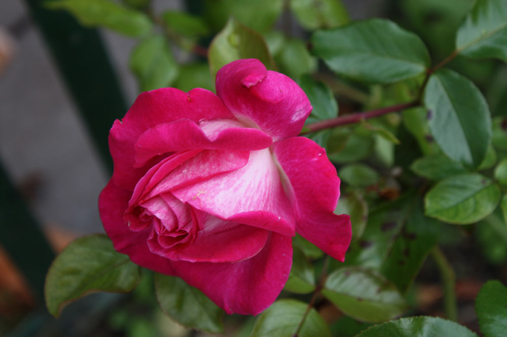 Freitagsrose 11861