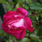 Freitagsrose 11861