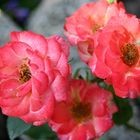 Freitagsrose 12184