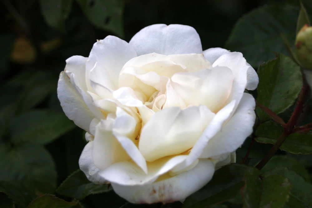 Freitagsrose 12563