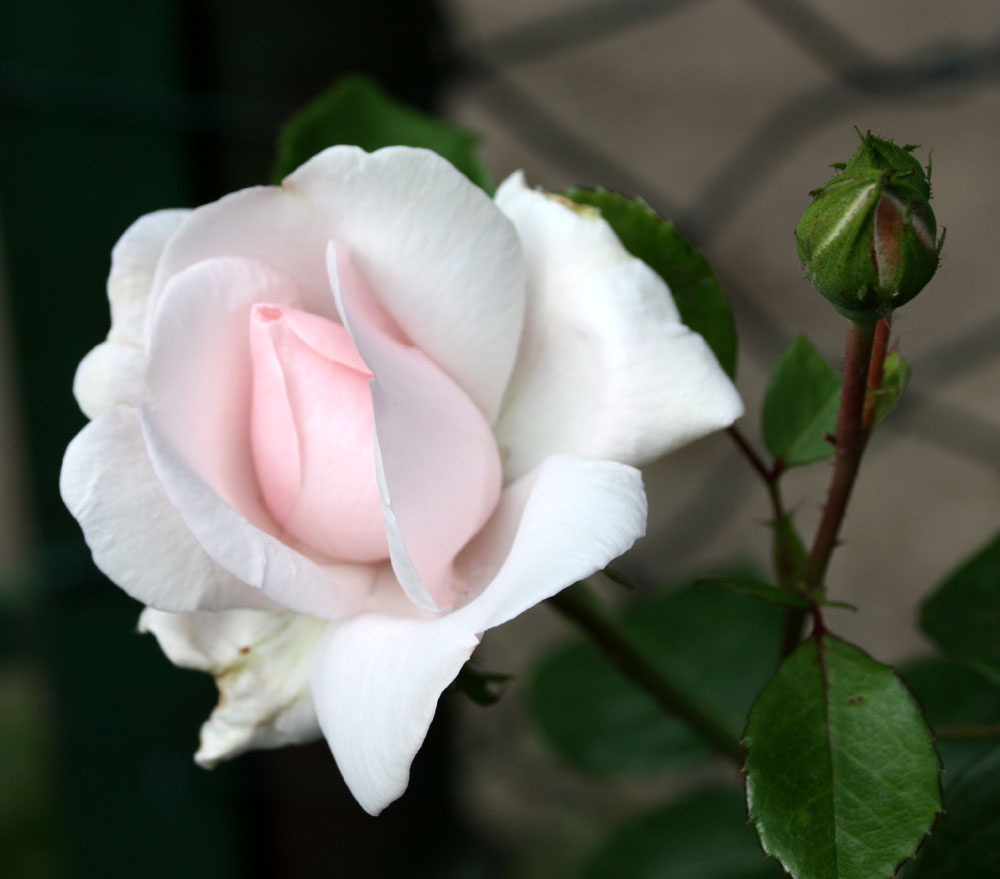 Freitagsrose 12644