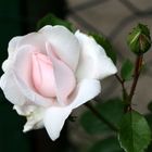 Freitagsrose 12644