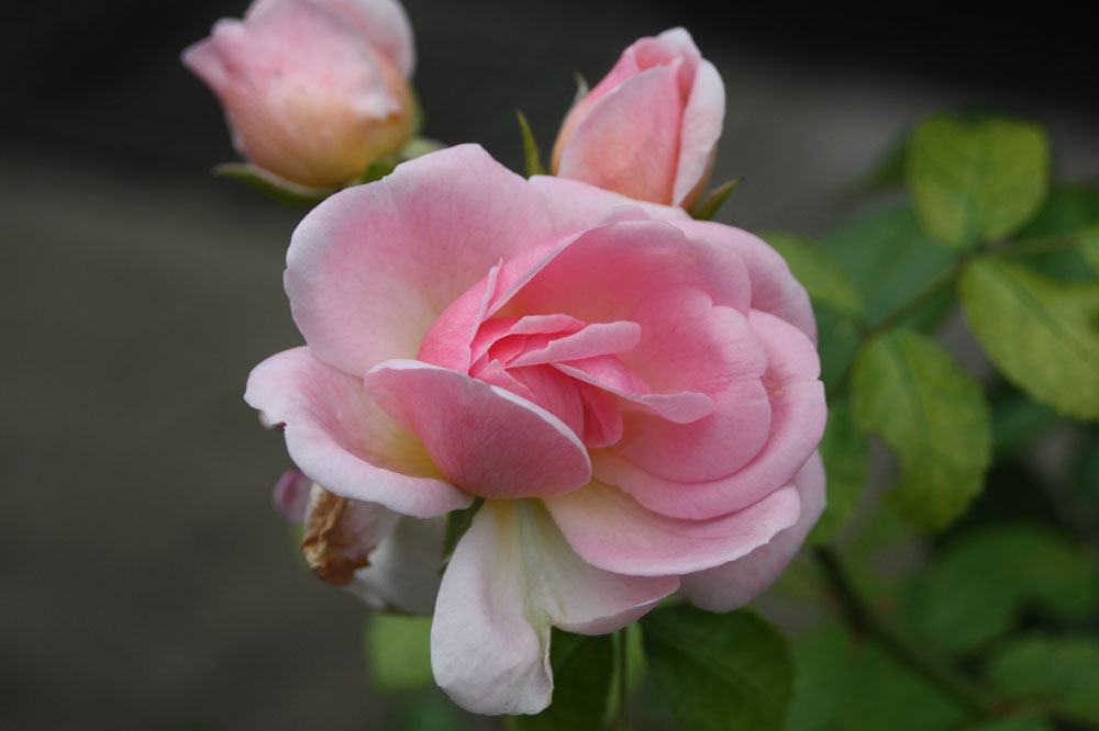 Freitagsrose 12937