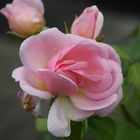 Freitagsrose 12937