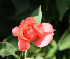 Freitagsrose 1298