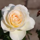 Freitagsrose 13047