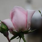 Freitagsrose 13172