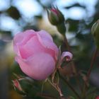 Freitagsrose 13335 -eine der Letzten im Garten