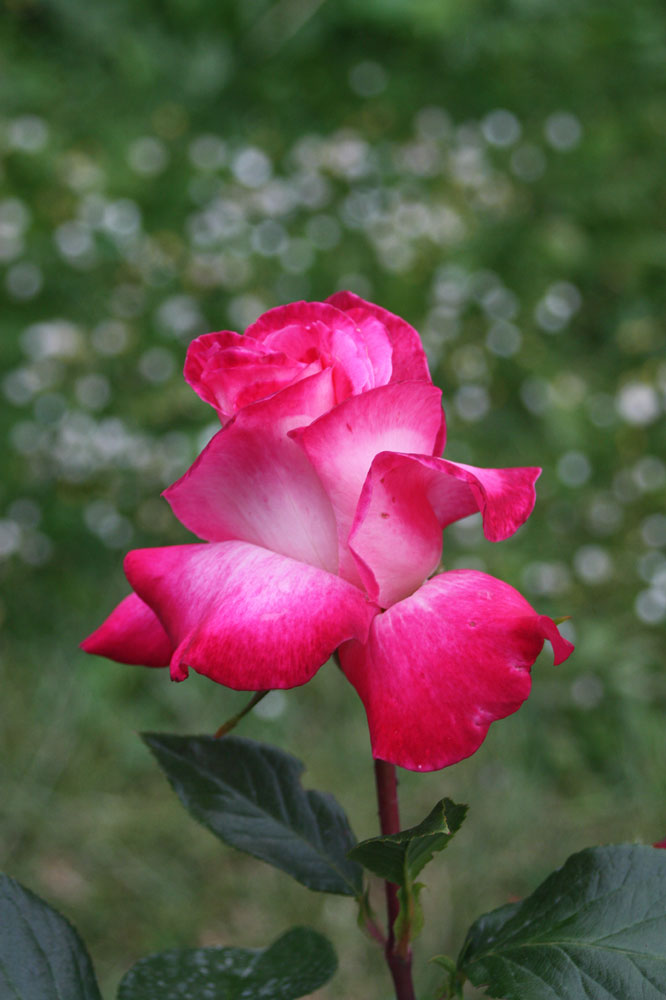 Freitagsrose 14948