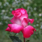 Freitagsrose 14948