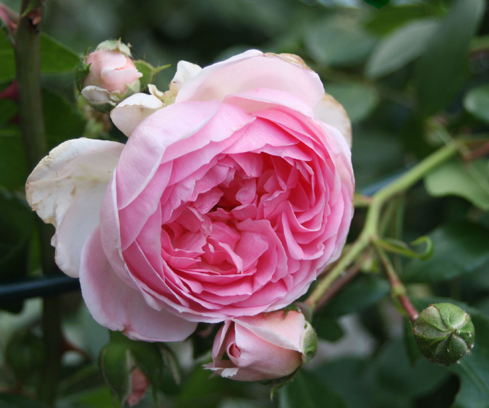 Freitagsrose 15084