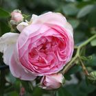 Freitagsrose 15084