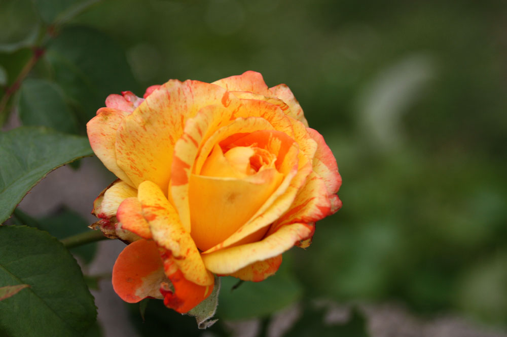 Freitagsrose 15419