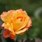 Freitagsrose 15419