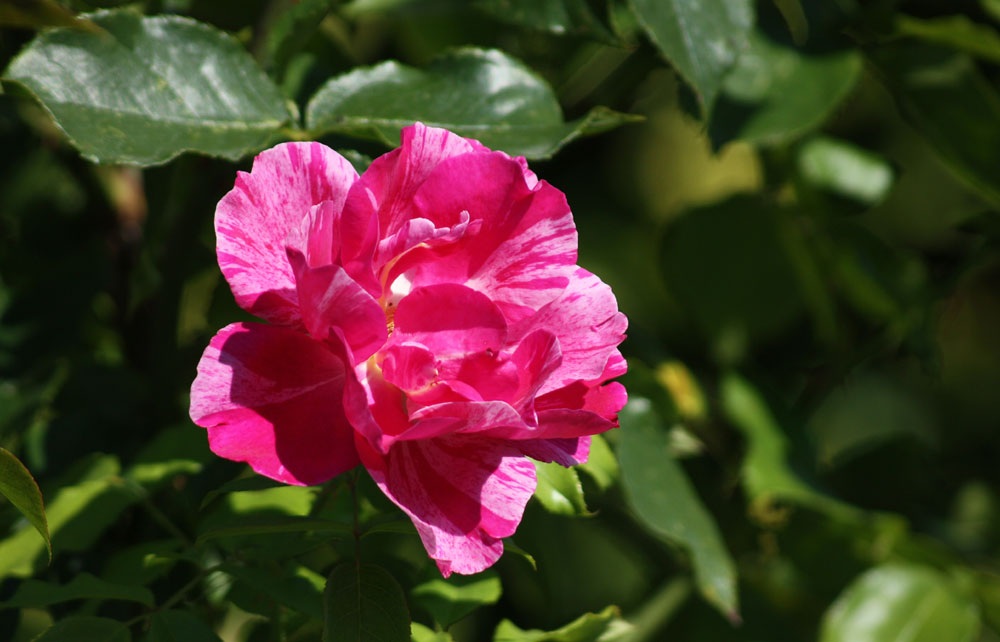 Freitagsrose 15761