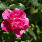 Freitagsrose 15761