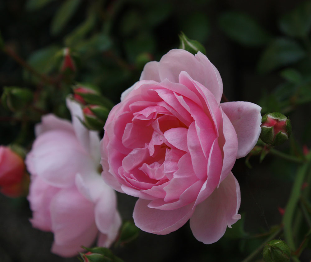 Freitagsrose 15966