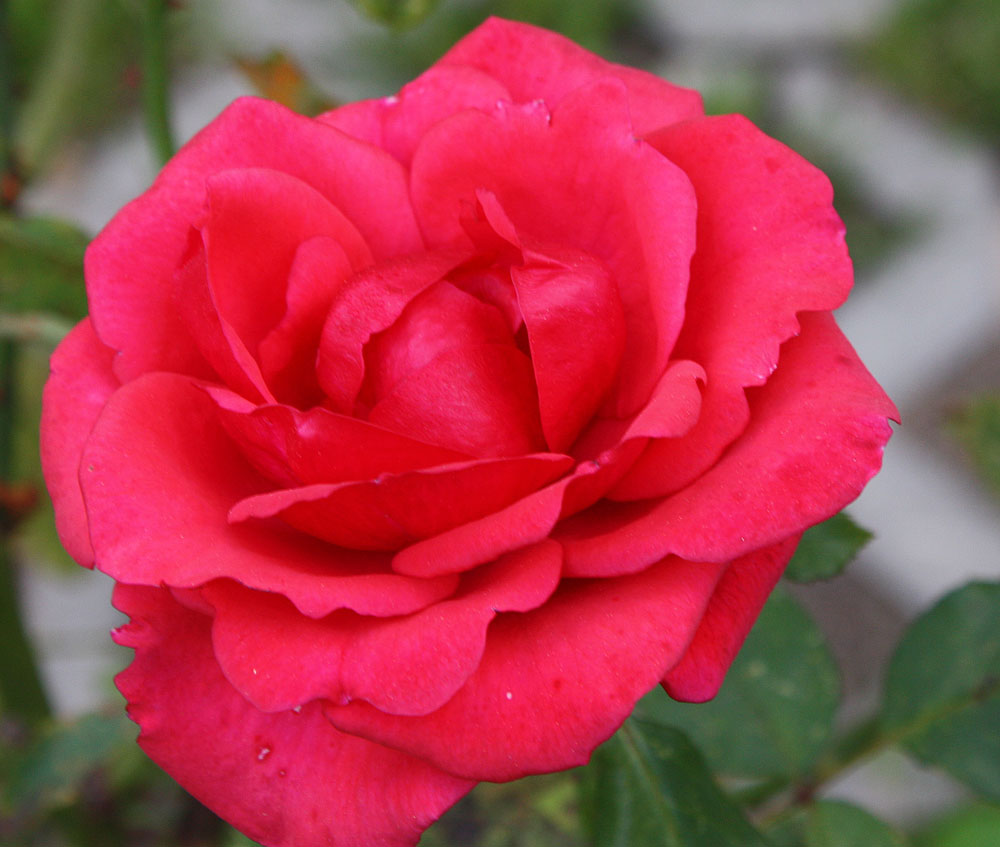 Freitagsrose 15971