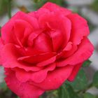 Freitagsrose 15971