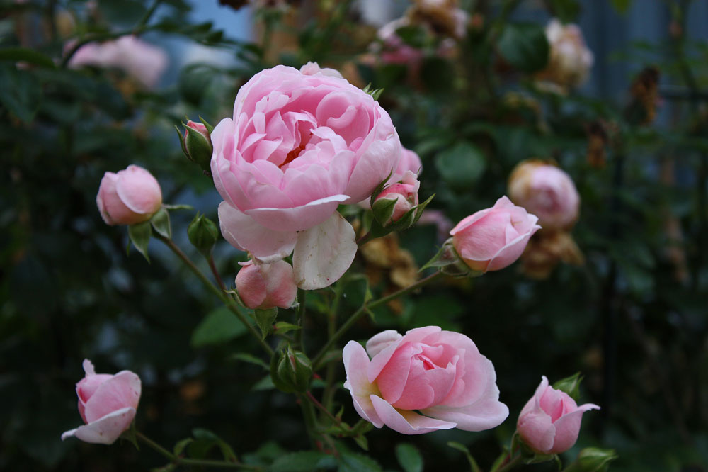 Freitagsrose 15972