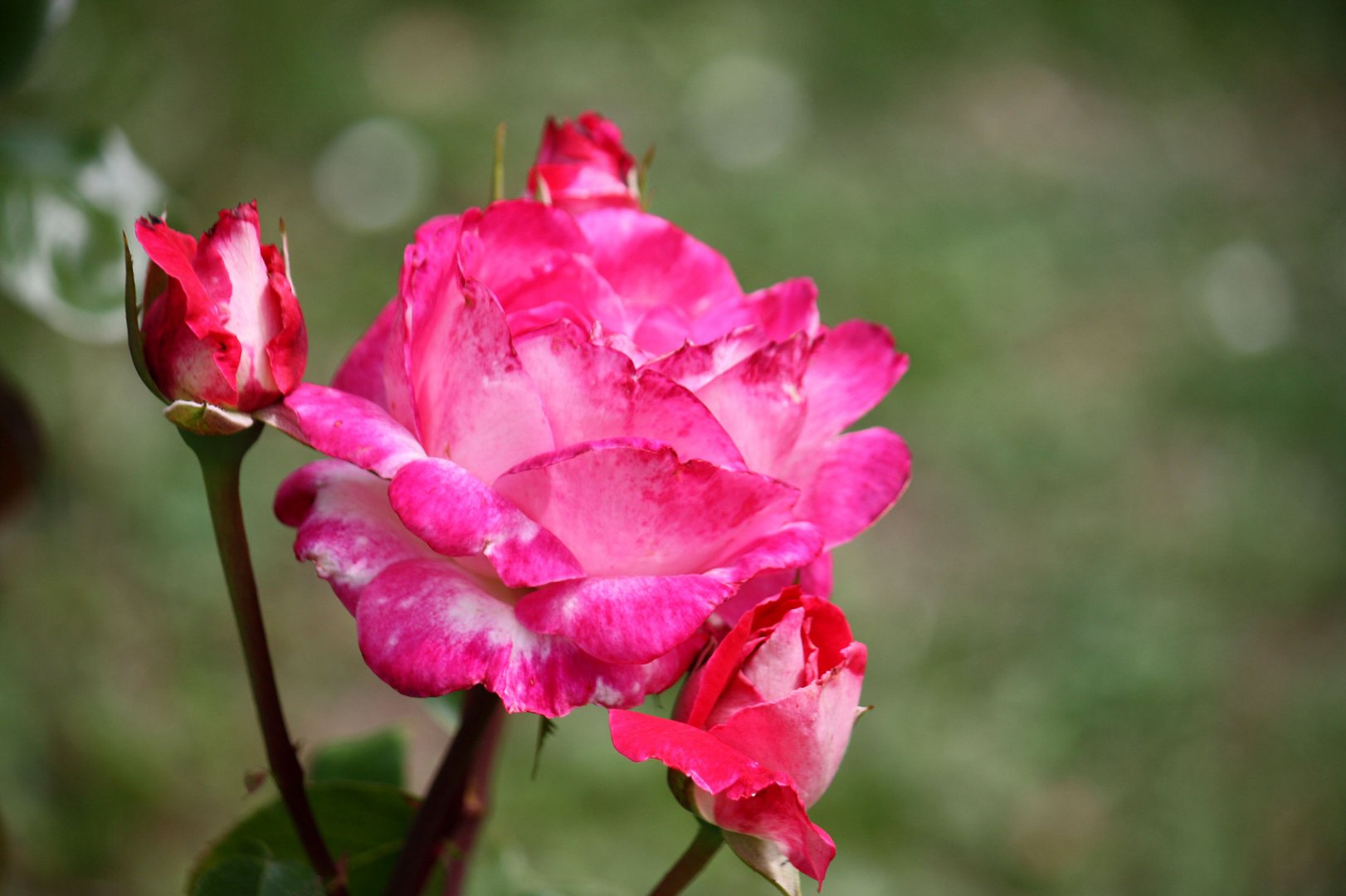 Freitagsrose 1875