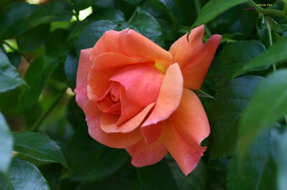 Freitagsrose 2118