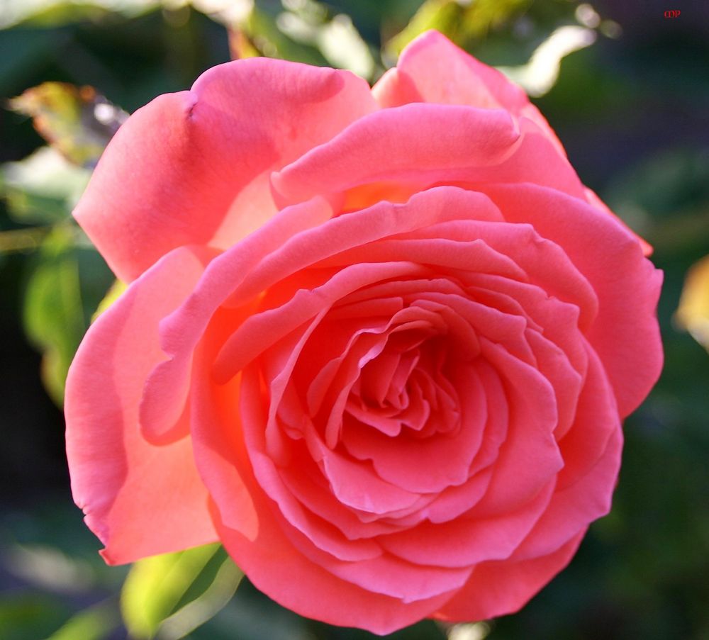 FREITAGSROSE 2216