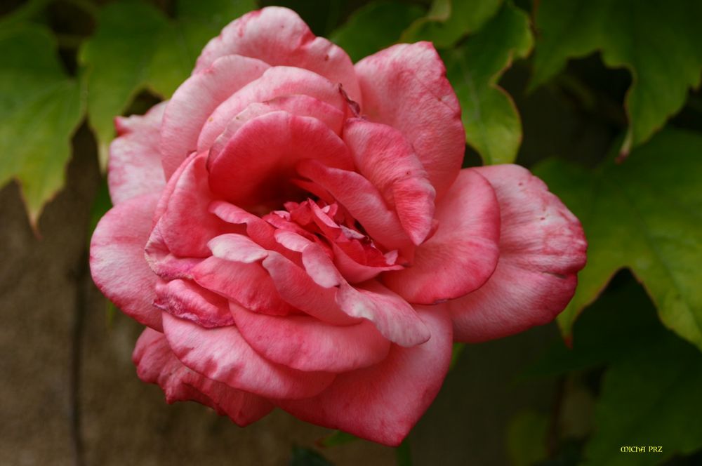 Freitagsrose 2248