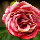 Freitagsrose 2252