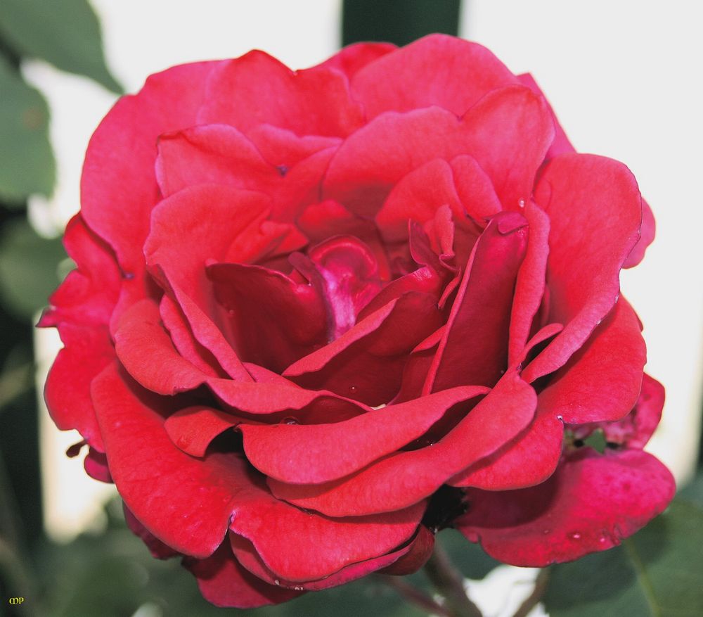 FREITAGSROSE 2415