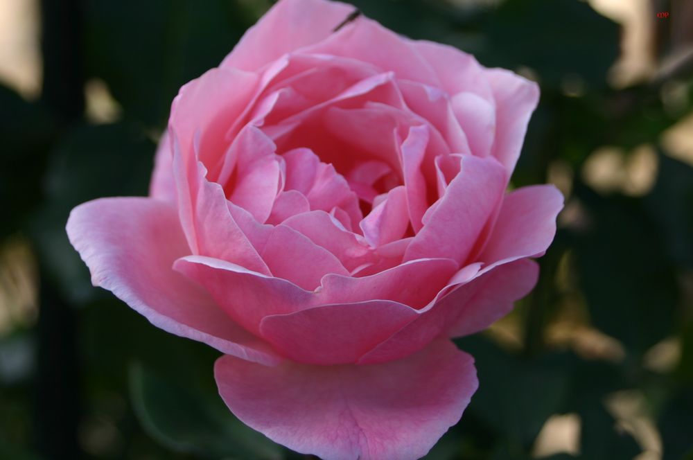 FREITAGSROSE 2546