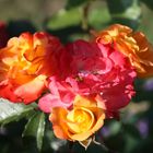 FREITAGSROSE 2648