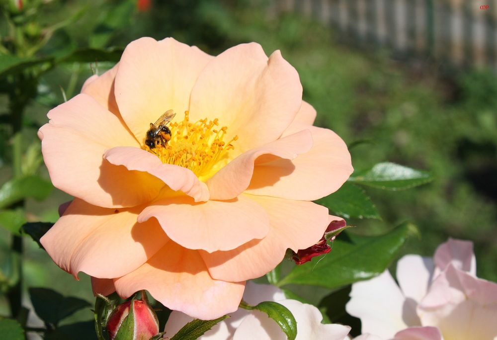 Freitagsrose 2696- endlich wieder Rosennektar