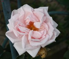 Freitagsrose 2764