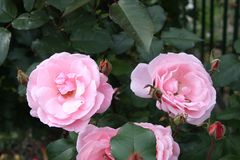 FREITAGSROSE 2765