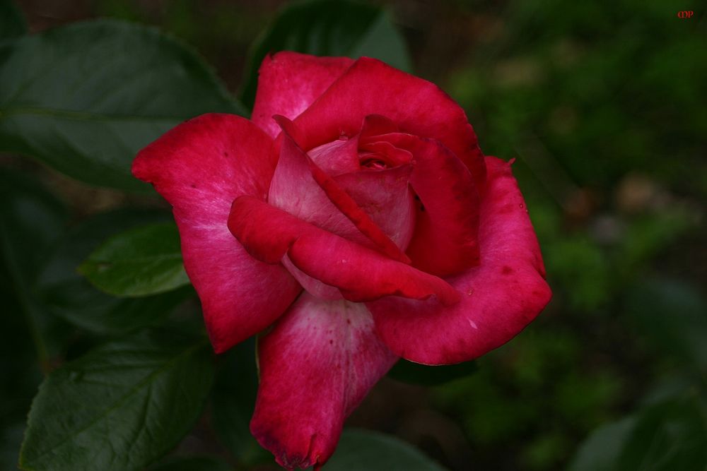 Freitagsrose 2875