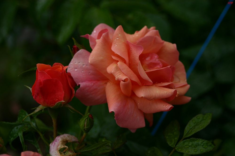 Freitagsrose 2883