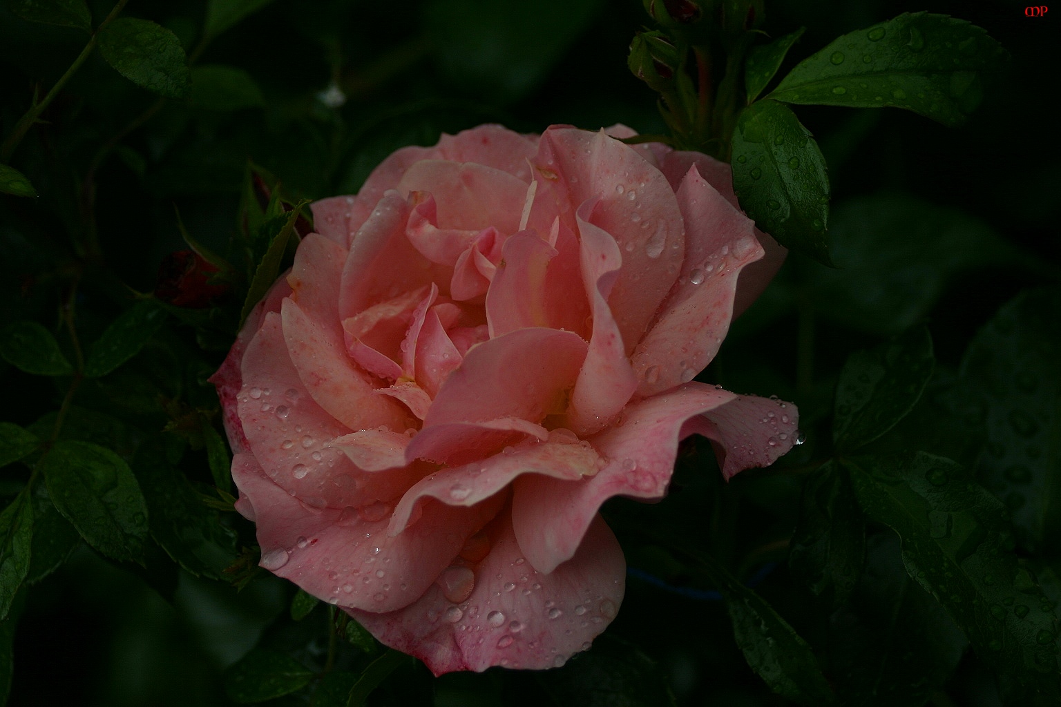 FREITAGSROSE 2884