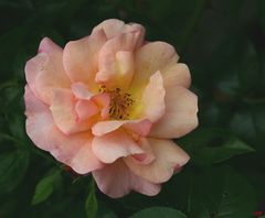 Freitagsrose 2886