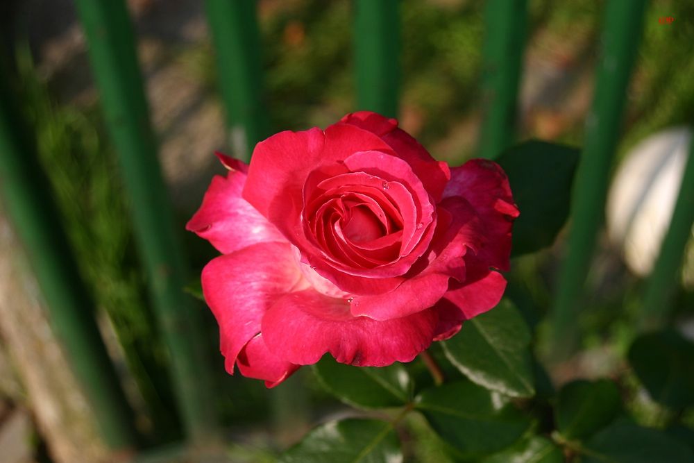 FREITAGSROSE 2933